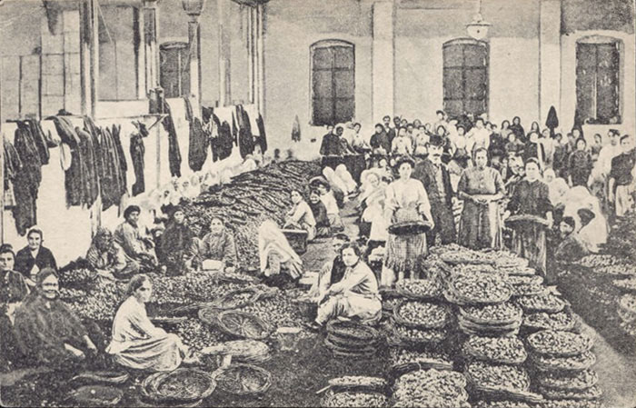 Sorting of figs, 1910s
